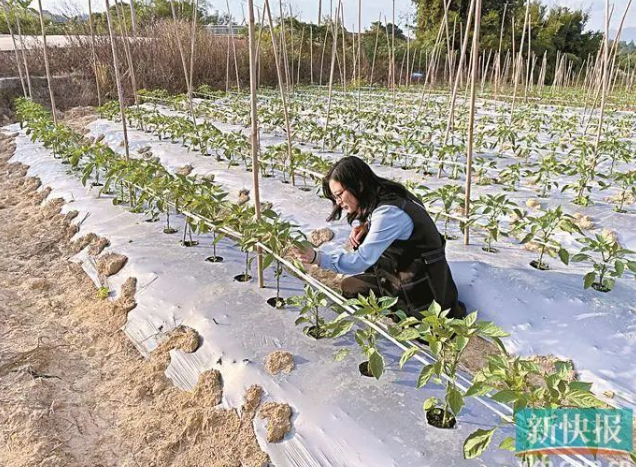 优秀巾帼队员 | 高春艳：产业做强了，才能富民兴村